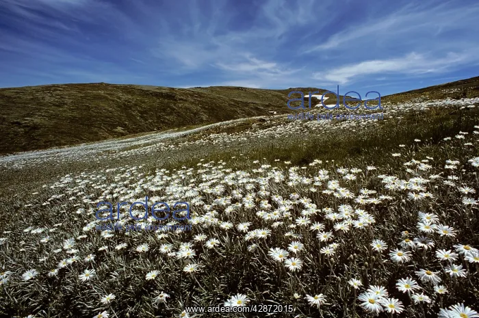 : Silver Snow Daisies : Silver Snow Daisies