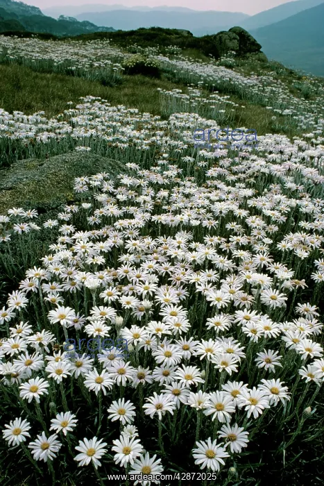 : Silver Snow Daisies : Silver Snow Daisies