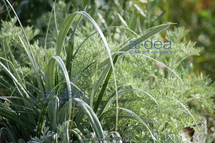 : Silver Spear, Astelia chathamica and Wormwood, Anthemis : Silver Spear, Astelia chathamica and Wormwood, Anthemis