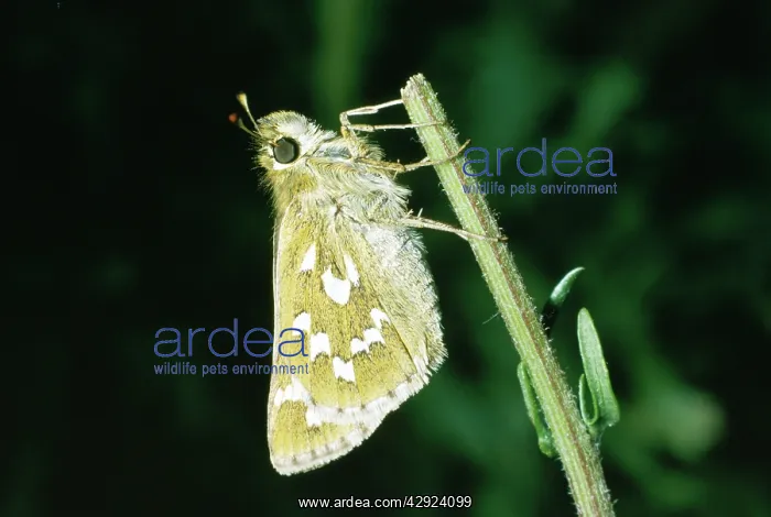: Silver Spotted Skipper : Silver Spotted Skipper