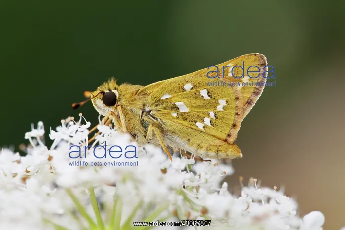 : Silver-spotted Skipper : Silver-spotted Skipper
