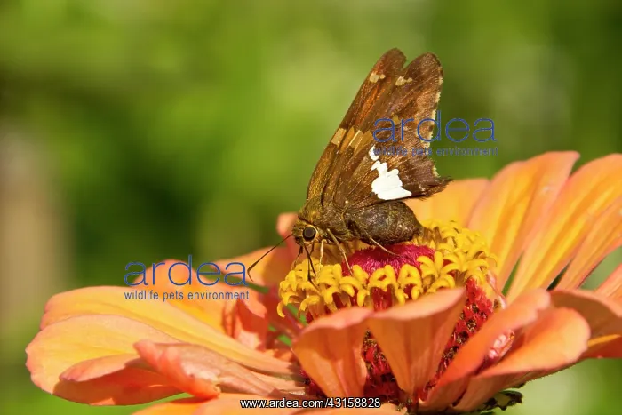: Silver-spotted Skipper : Silver-spotted Skipper