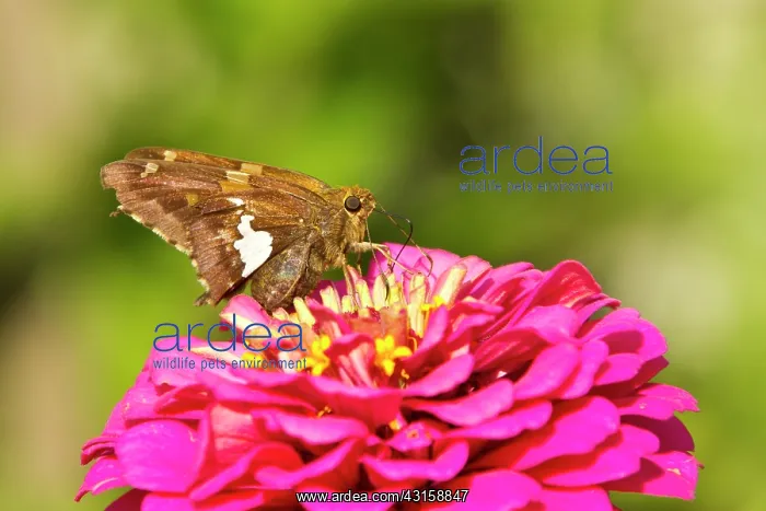 : Silver-spotted Skipper : Silver-spotted Skipper