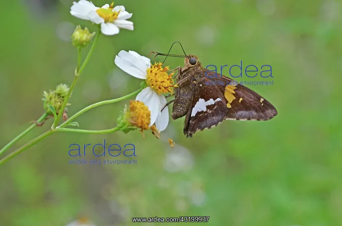 : Silver-spotted Skipper : Silver-spotted Skipper