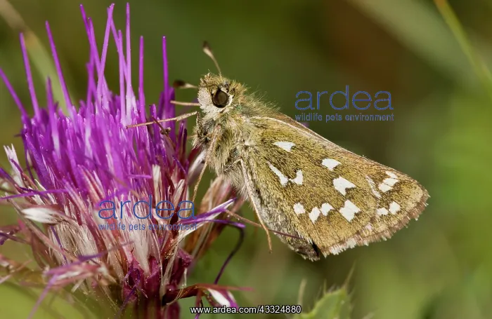 : Silver-spotted Skipper Butterfly - feeding on Stemless : Silver-spotted Skipper Butterfly - feeding on Stemless