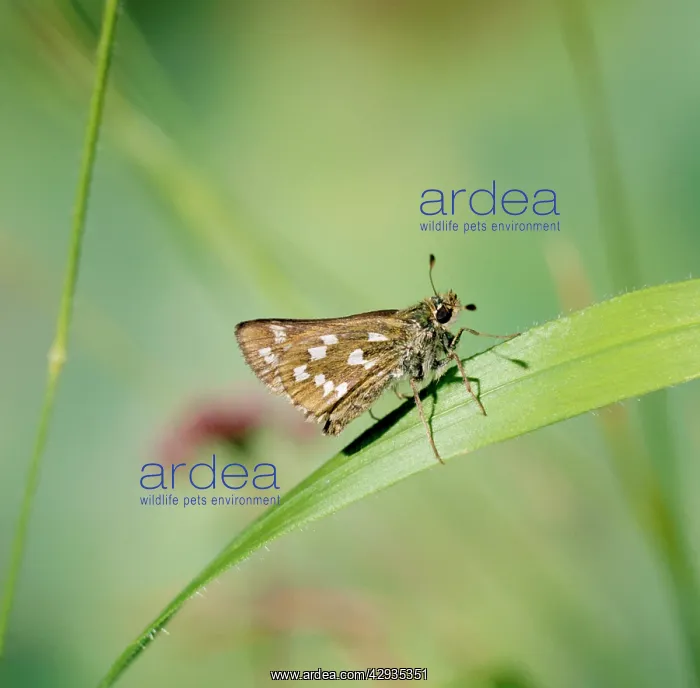 : Silver-spotted Skipper BUTTERFLY - resting on leaf : Silver-spotted Skipper BUTTERFLY - resting on leaf