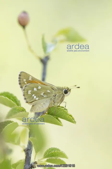 : Silver-spotted Skipper (hesperia comma) perched : Silver-spotted Skipper (hesperia comma) perched