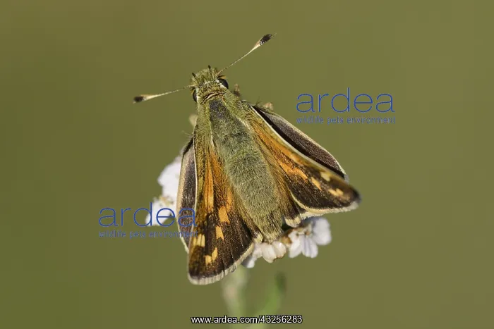 : Silver-spotted Skipper (Hesperia comma) resting : Silver-spotted Skipper (Hesperia comma) resting