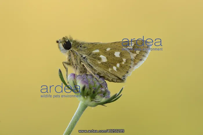 : Silver-spotted Skipper (Hesperia comma) resting : Silver-spotted Skipper (Hesperia comma) resting