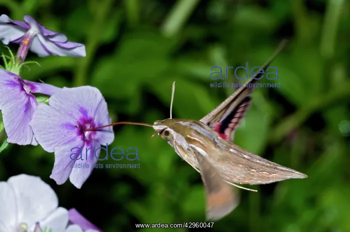 : Silver-striped Hawkmoth - drinking nectar from flowers : Silver-striped Hawkmoth - drinking nectar from flowers