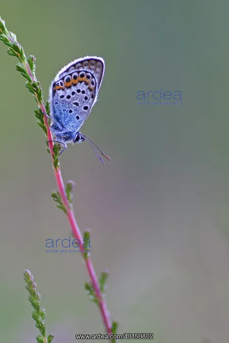 : Silver-studded Blue : Silver-studded Blue