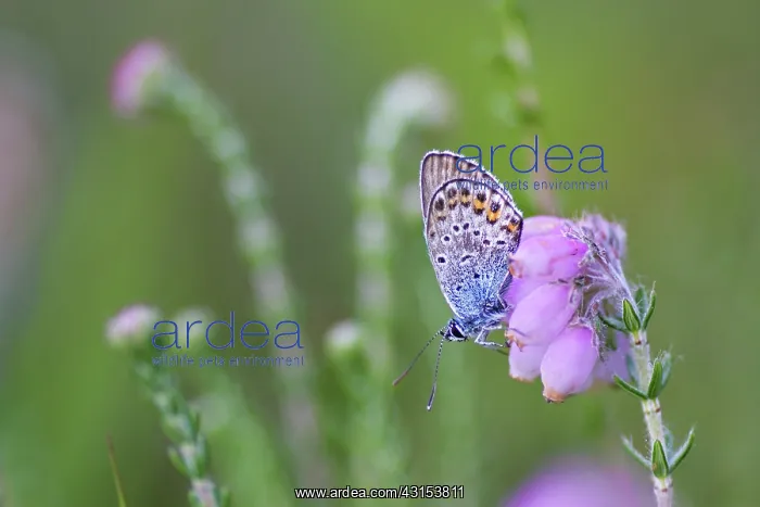 : Silver-studded Blue : Silver-studded Blue