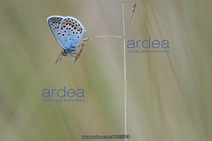 : Silver-studded Blue : Silver-studded Blue