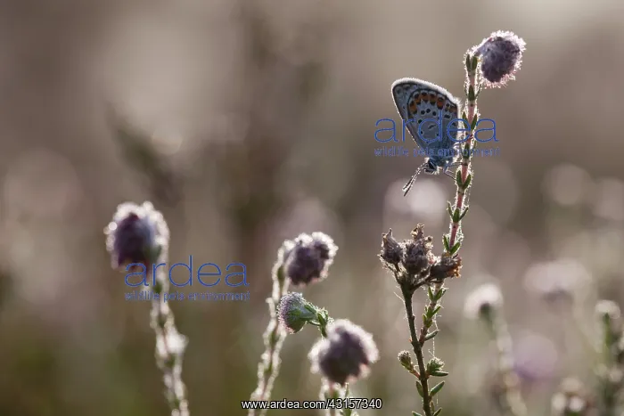 : Silver-studded Blue : Silver-studded Blue