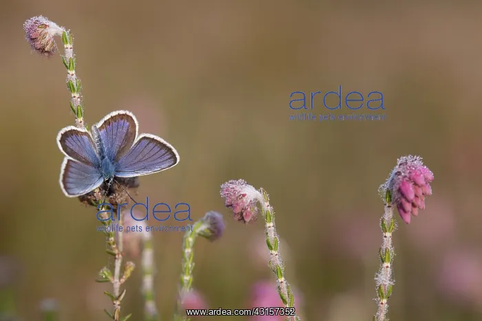 : Silver-studded Blue : Silver-studded Blue