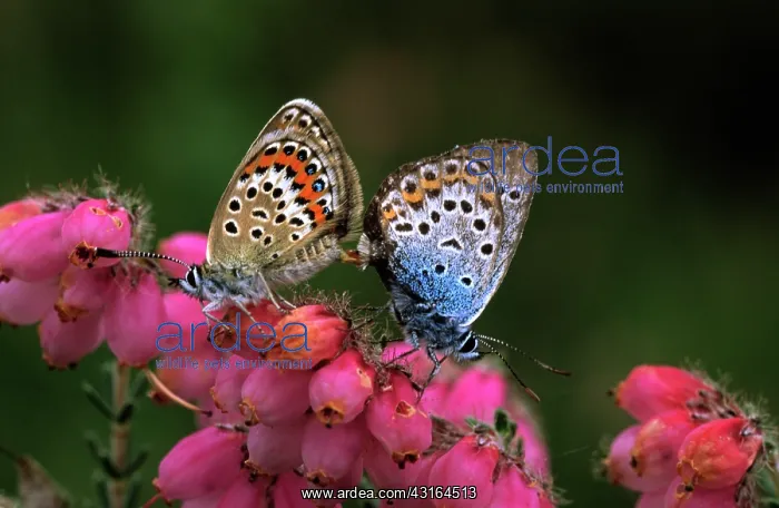 : Silver-studded Blue : Silver-studded Blue