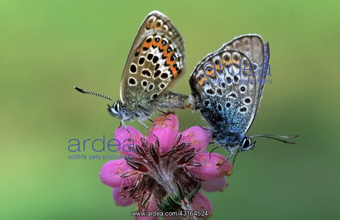 : Silver-studded Blue : Silver-studded Blue