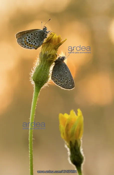 : Silver-studded Blue : Silver-studded Blue