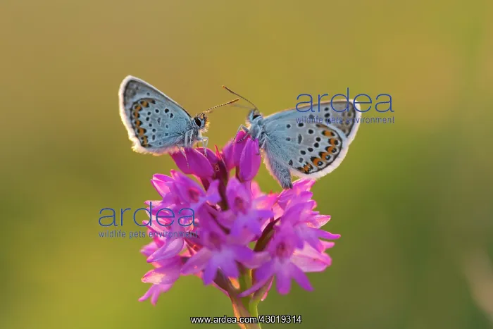 : Silver Studded Blue Butterflies male on Orchid in summer : Silver Studded Blue Butterflies male on Orchid in summer