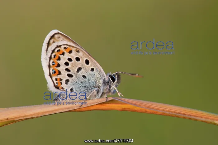 : Silver Studded Blue Butterflies male in summer : Silver Studded Blue Butterflies male in summer