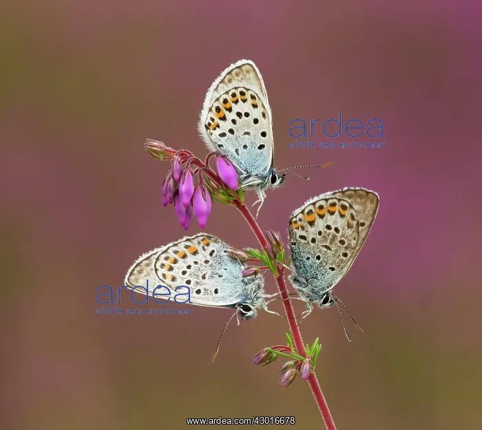 : Silver-studded Blue Butterflies males on Heather : Silver-studded Blue Butterflies males on Heather