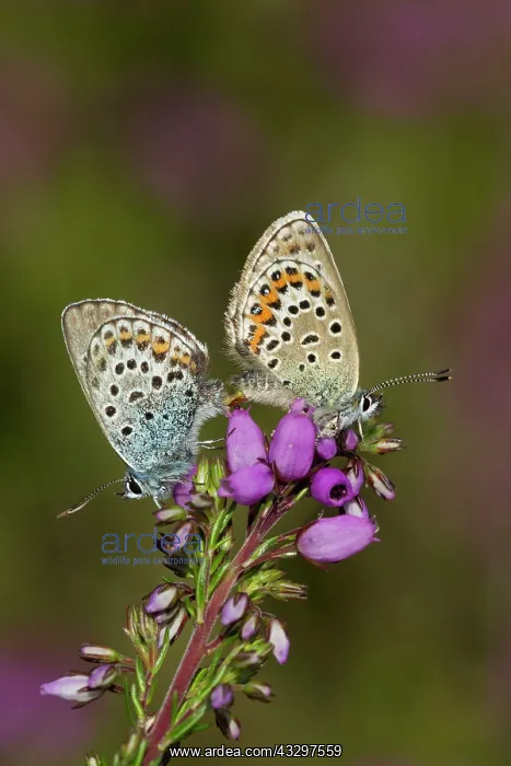 : Silver-studded Blue Butterflies - mating on Bell : Silver-studded Blue Butterflies - mating on Bell