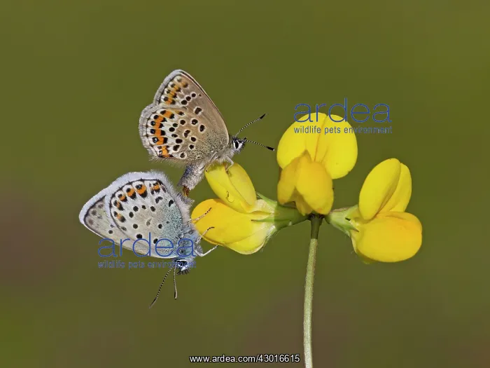 : Silver-studded Blue Butterflies mating female above : Silver-studded Blue Butterflies mating female above