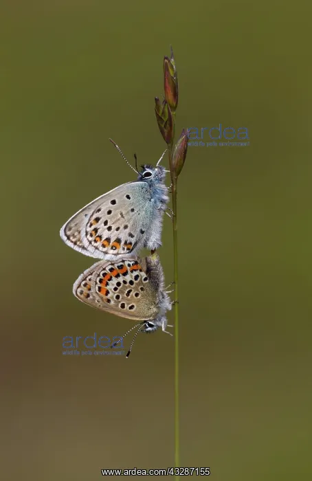 : Silver-studded Blue Butterflies - mating - male : Silver-studded Blue Butterflies - mating - male