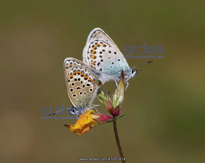 : Silver-studded Blue Butterflies - Mating - male : Silver-studded Blue Butterflies - Mating - male