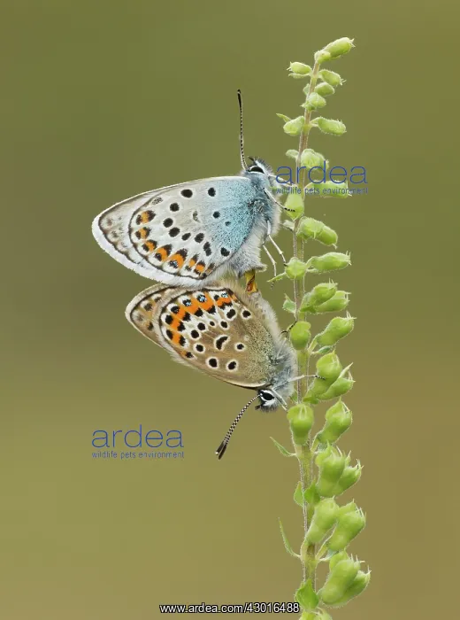 : Silver-studded Blue Butterflies newly emerged mating : Silver-studded Blue Butterflies newly emerged mating