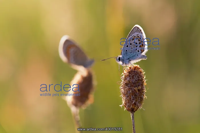 : Silver Studded Blue Butterflies pair in summer : Silver Studded Blue Butterflies pair in summer