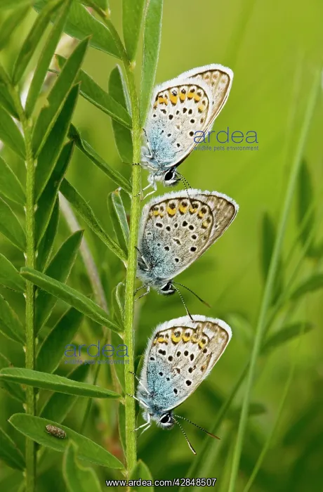 : Three Silver-studded Blue Butterflies - roosting at dusk : Three Silver-studded Blue Butterflies - roosting at dusk