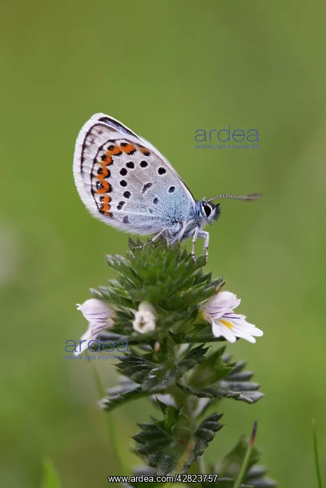 : Silver Studded Blue Butterfly : Silver Studded Blue Butterfly