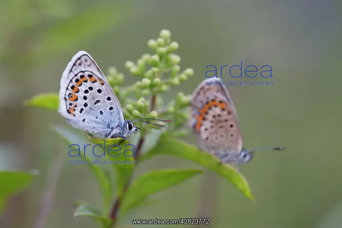 : Silver Studded Blue Butterfly : Silver Studded Blue Butterfly