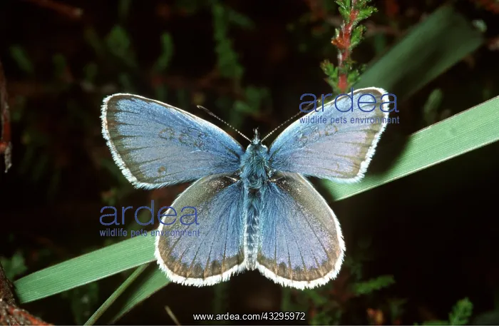 : Silver-studded Blue Butterfly : Silver-studded Blue Butterfly
