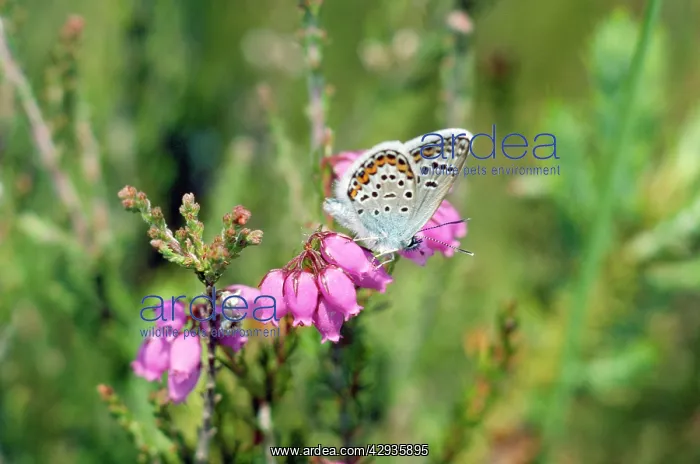 : Silver-studded Blue Butterfly - male : Silver-studded Blue Butterfly - male