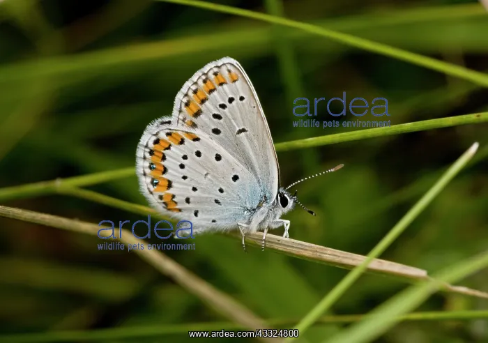 : Silver-studded Blue Butterfly - male : Silver-studded Blue Butterfly - male