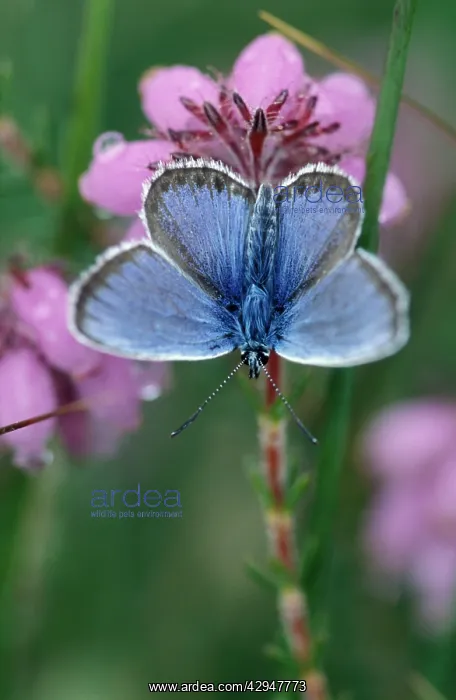 : Silver-studded Blue Butterfly - male on cross-leaved Heath : Silver-studded Blue Butterfly - male on cross-leaved Heath