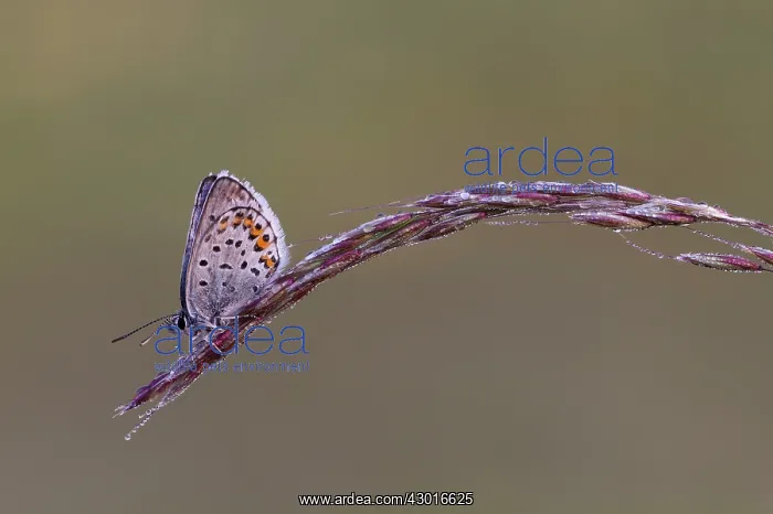  : Silver-studded Blue Butterfly male on dewy grass