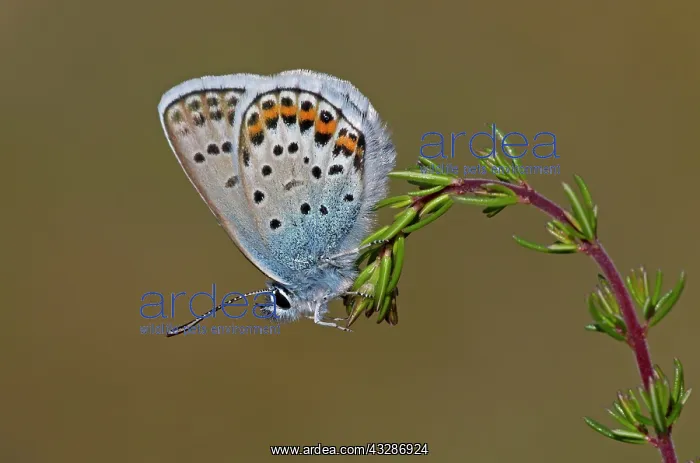: Silver-studded Blue Butterfly - male resting on : Silver-studded Blue Butterfly - male resting on