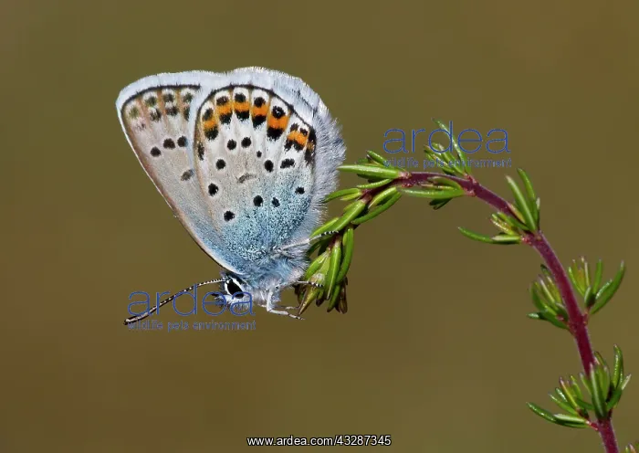 : Silver-studded Blue Butterfly - male resting on : Silver-studded Blue Butterfly - male resting on