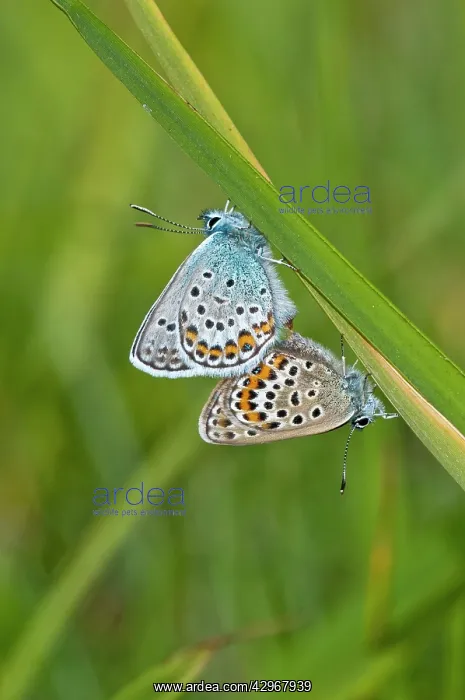 : Silver-studded Blue Butterfly - pair mating - on grass stem : Silver-studded Blue Butterfly - pair mating - on grass stem