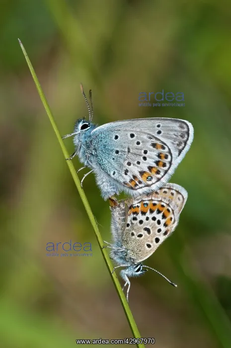 : Silver-studded Blue Butterfly - pair mating - on grass stem : Silver-studded Blue Butterfly - pair mating - on grass stem