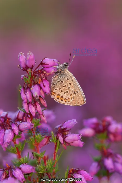  : Silver-studded Blue Butterfly - resting on Bell