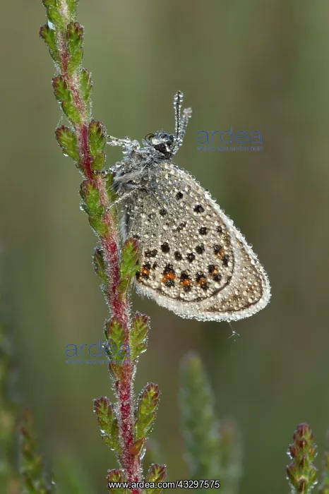 : Silver-studded Blue Butterfly - resting on Heather : Silver-studded Blue Butterfly - resting on Heather