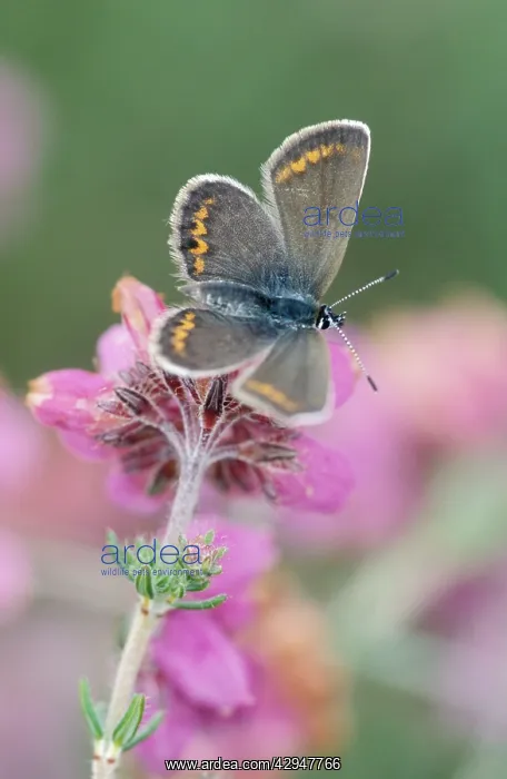 : Silver-studded blue - Female on cross-leaved heath : Silver-studded blue - Female on cross-leaved heath
