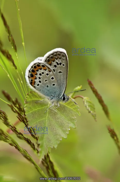  : Silver-studded Blue (Plebejus argus). B ckebo