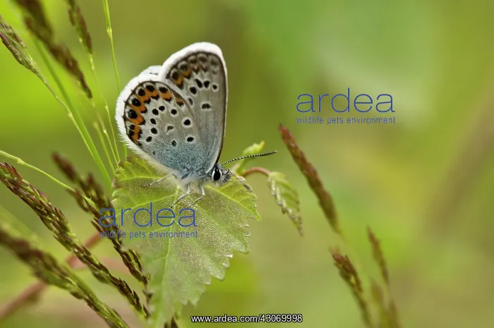  : Silver-studded Blue (Plebejus argus). B ckebo