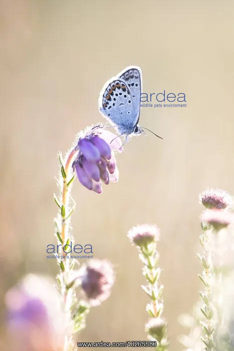  : Silver-studded Blue (Plebejus argus) female but