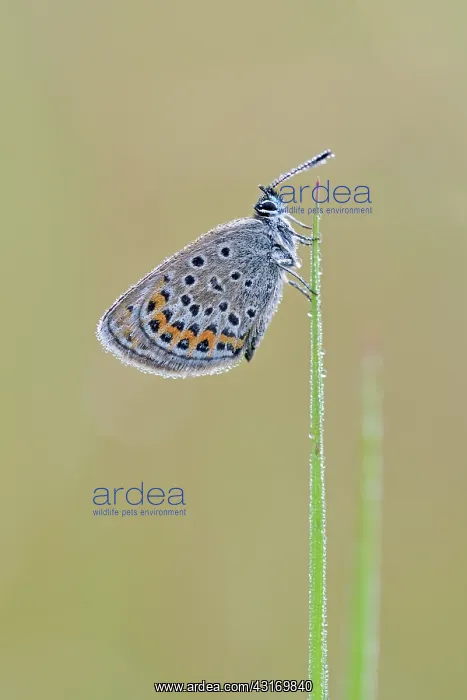 : Grass. Silver-studded Blue (Plebejus argus) female resting on unidentified blade of grass : Grass. Silver-studded Blue (Plebejus argus) female resting on unidentified blade of grass